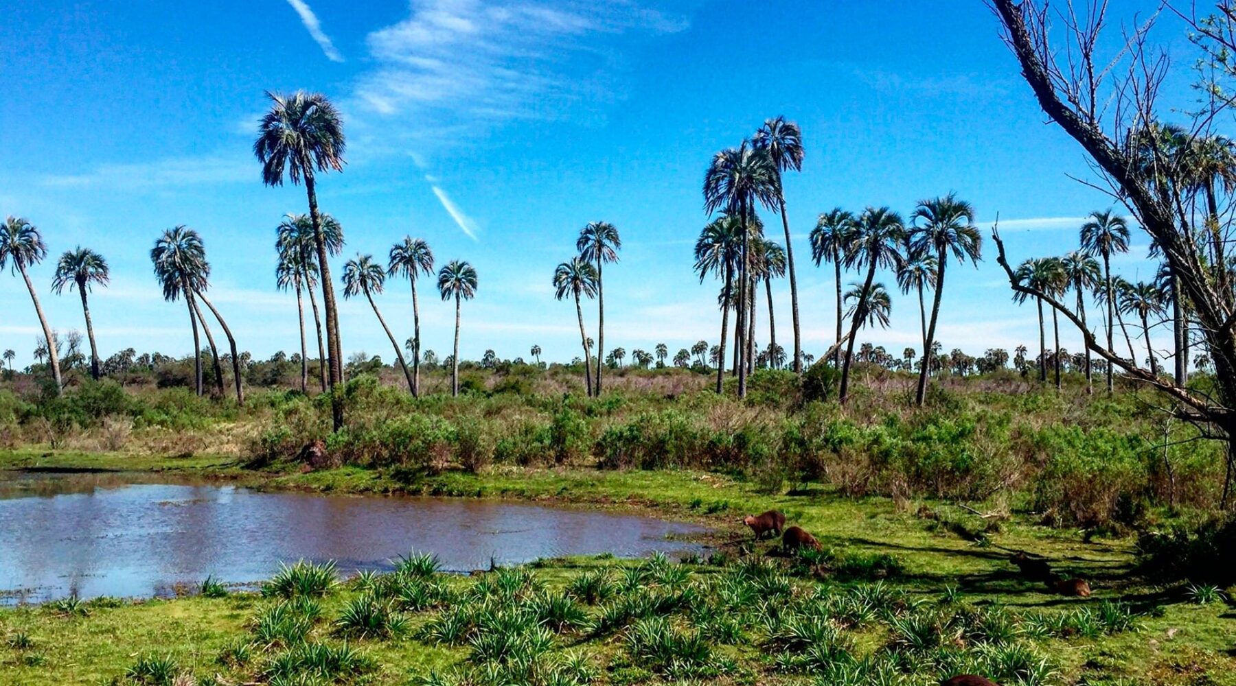 Parque Nacional El Palmar
